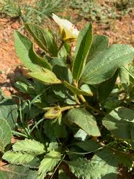 Image result for Hibiscus aethiopicus