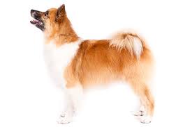 Icelandic Sheepdog Dog Breed Information