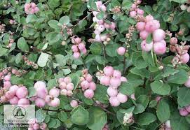 Remember that the strawberries grow quite bushy, so leave some space between your sowings. Pin On Weddinggardenidaho