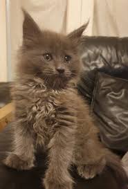 If you haven't found the perfect kitten for sale or adoption you may follow the breed to be notified of new kittens that were recently added. Maine Coon Kittens For Sale In Maine Mainecoon Org
