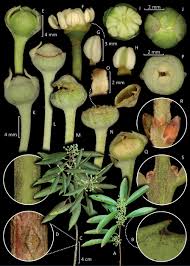 Image result for Monimiaceae