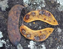 Image result for Brachystegia torrei