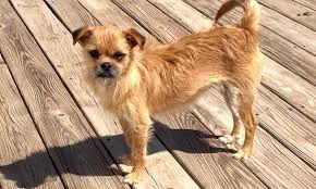 Due to the high volume of applicants during shelter in place, one of our volunteers will be in touch if and only if the application is a good fit. 6 Lovable Pups To Adopt Now In San Antonio