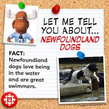 We wipe down the floor and walls. 5 Things You Didn T Know About The Newfoundland Dog Explore Awesome Activities Fun Facts Cbc Kids