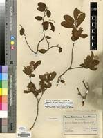 Image result for Grewia microthyrsa