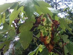 The squirrels eat away the bark at a good sign that your maple tree has been infested by these insects is the dropping sap found under the tree. Maple Tree Leaves Turning Black 186108 Ask Extension