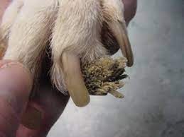 The vet pulled it and made it bleed. Conditions Of The Canine Foot Pad Vet360