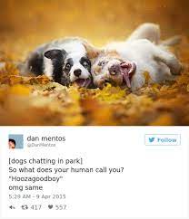 The 28 Funniest Tweets About Dogs Ever Dogs Best Dogs Puppies And Kitties