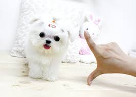 We offer highquality maltese puppies,rich selection at the cheapest rate within usa and canada. 46 Teacup Puppies Wallpaper On Wallpapersafari