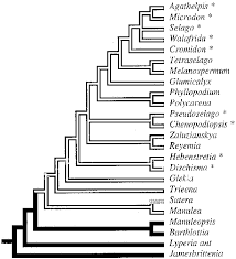 Image result for Selago dinteri