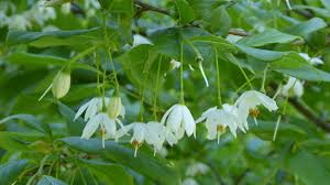 Image result for Xylopia acutiflora