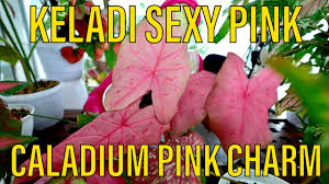We did not find results for: Keladi Hias Caladium Red Star Red Flash Pink Burst Tricolor Trending Plant Youtube