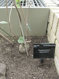 Image result for Chasmanthera