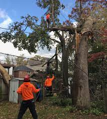 We provide full range of tree care. Tree Removal Services In Toronto Tree Doctors Inc