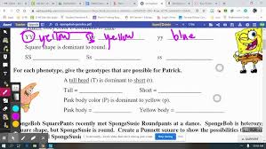 Spongebob genetics google search biology biology classroom. Bikini Bottom Genetics 2 Answers Youtube