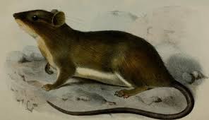 TIKUS RAKSASA DARI FLORES TERNYATA PUNAH – admiralsconservation