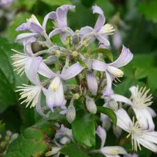 Clematis X Jouiniana Praecox Teppich Waldrebe Mit Stauden Gestalten Insektenfreundlicher Garten Nahrpflanzen Fur Wil Clematis Stauden Waldreben