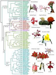 Image result for Amaryllidaceae