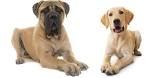 Mastador (Mastiff Lab Mix) - Dog Information, Puppies ...