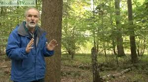 Red pine trees that can be manufactured into utility poles may be more valuable than those large enough for sawtimber or log cabin logs. Valuing Trees What Is A Tree Worth Youtube
