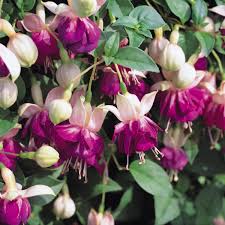 Find this pin and more on 2012 my garden by linda palmiter cork. Fuchsia Eva Boerg Buy Trailing Fuchsia Plug Plants Brookside Nursery