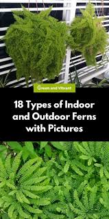 Ferns For Sale Trees Com Types Of Ferns Plants Ferns Garden