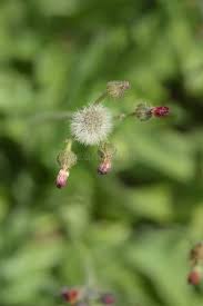 Image result for Emilia caespitosa