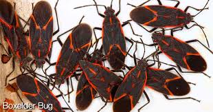 A big black bug bit a big black dog on his big black nose. Bad Garden Bugs Identify Control Harmful Plant Insects Pictures