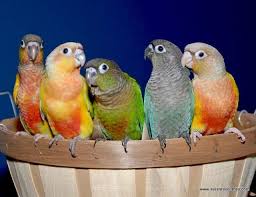 Green Bird With Red Cheeks Getting Peanuts To Step Up Avian Avenue Parrot Forum Conure Bird Pet Birds Conure Parrots