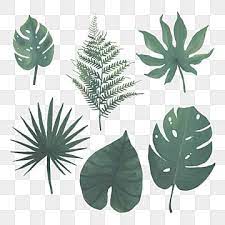 Aquarela Folhas Tropicais Tropical Selva Folha Imagem Png E Vetor Para Download Gratuito In 2021 Watercolor Leaves Leaves Illustration Tropical Leaves
