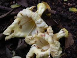 Image result for Fernandoa abbreviata
