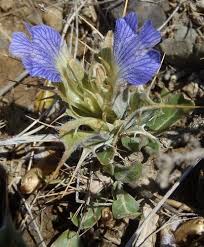 Image result for Blepharis