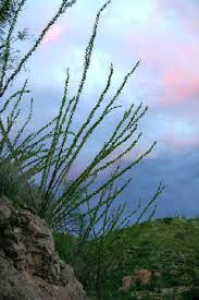 Image result for Diheteropogon filifolius