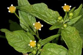 Image result for Galinsoga parviflora