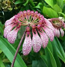 Image result for Bulbophyllum X chikukwa