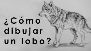 Aprender como dibujar un lobo tiene su técnica y especialmente requiere de mucha paciencia. Tutorial Como Dibujar Un Lobo Con Lapiz