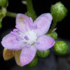 Image result for Gisekia africana