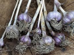 Meist wird knoblauch im märz oder april in den garten gepflanzt. Meine Ernte Knoblauch Anbauen Pflegen Ernten Und Lagern