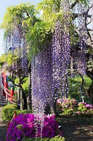 Kimono Japan Wisteria Beautiful Gardens Gorgeous Gardens