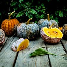 Check spelling or type a new query. Black Futsu Japanese Pumpkin Seeds Ø§Ù„Ø³Ø¹Ø± 2 35