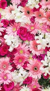 Trendy Flowers Background Iphone Florals Pink Roses 26 Ideas Pink Flowers Wallpaper Flower Background Iphone Flower Iphone Wallpaper