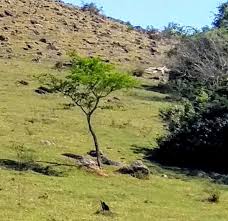 Image result for Schinopsis