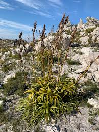 Image result for Tetraria