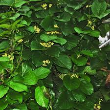 Image result for Mondia ecornuta