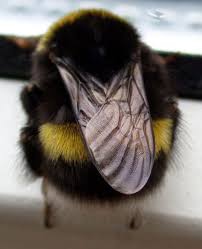 Thank you for using bee kind. 16 Bumblebee Butts So Cute You Ll Have To Share I Can Has Cheezburger Bee Bumble Bee Animals