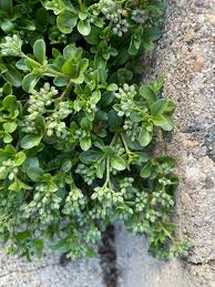 Image result for Polycarpon tetraphyllum