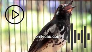 Kemudian pada bagian pantat hingga bawah ekor, burung ini memiliki warna bulu putih. Suara Burung Anis Kembang Ngerol Panjang Untuk Masteran Om Kicau