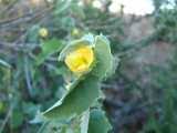Image result for Abutilon englerianum