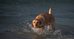 Check spelling or type a new query. Golden Retriever Lab Mix Complete Guide To The Goldador Animal Corner