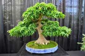 Großhandel weiß ficus blatt baum künstliche pflanzen der blätter gefälschte ficus microcarpa nach ficus microcarpa bonsai bäume. Bonsai Krankheiten Und Schadlinge Erkennen Und Bekampfen